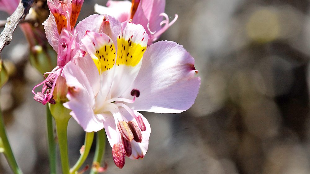 Alstroemeria schizanthoides