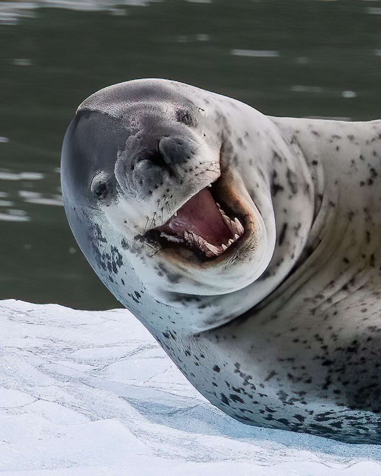 tierra del fuego wildlife explorer
