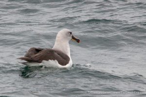 Albatros de Cabeza Gris en el Estrecho de Magallanes