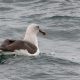 Albatros de Cabeza Gris en el Estrecho de Magallanes