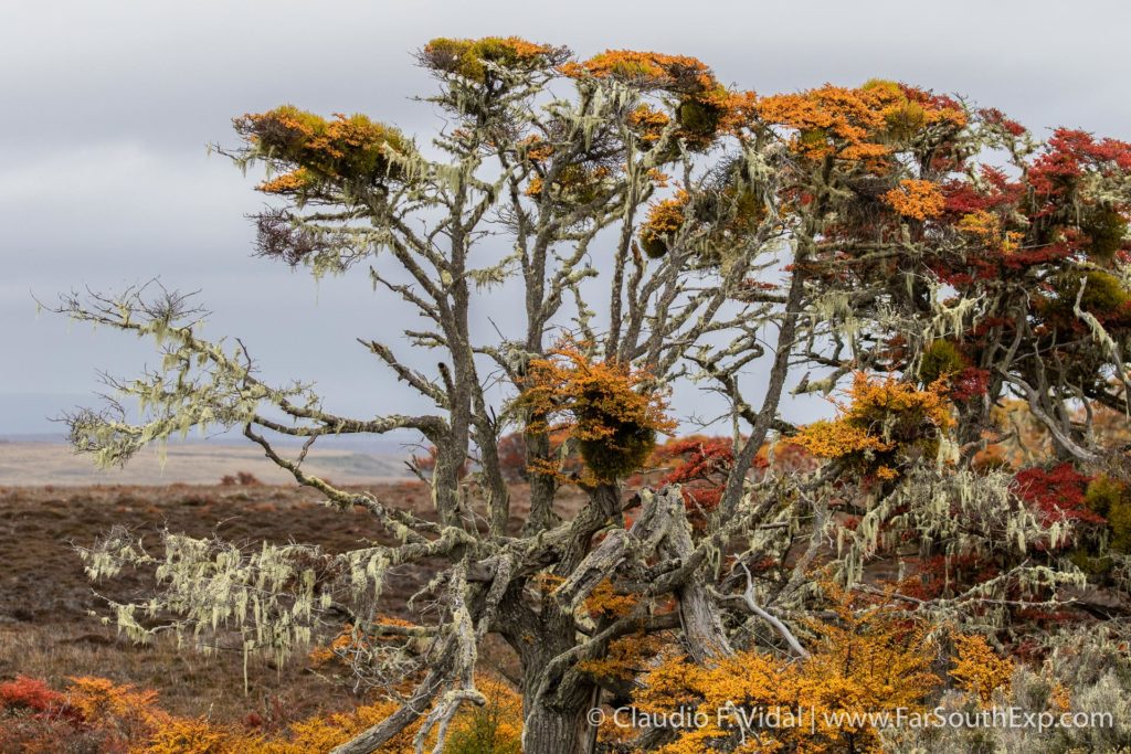 fall in patagonia
