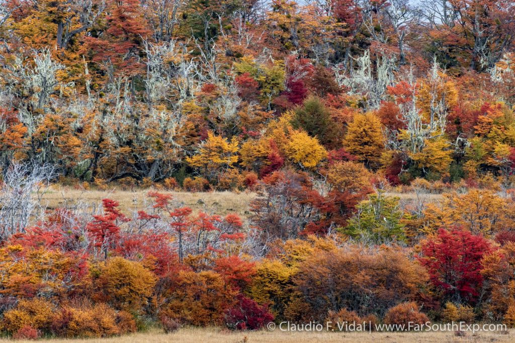 fall in patagonia