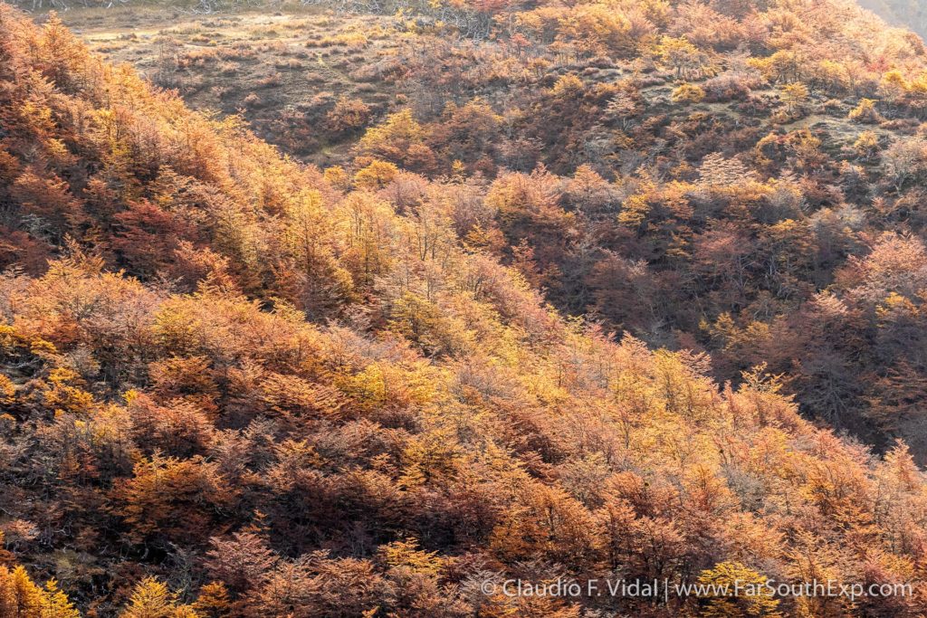 fall in patagonia