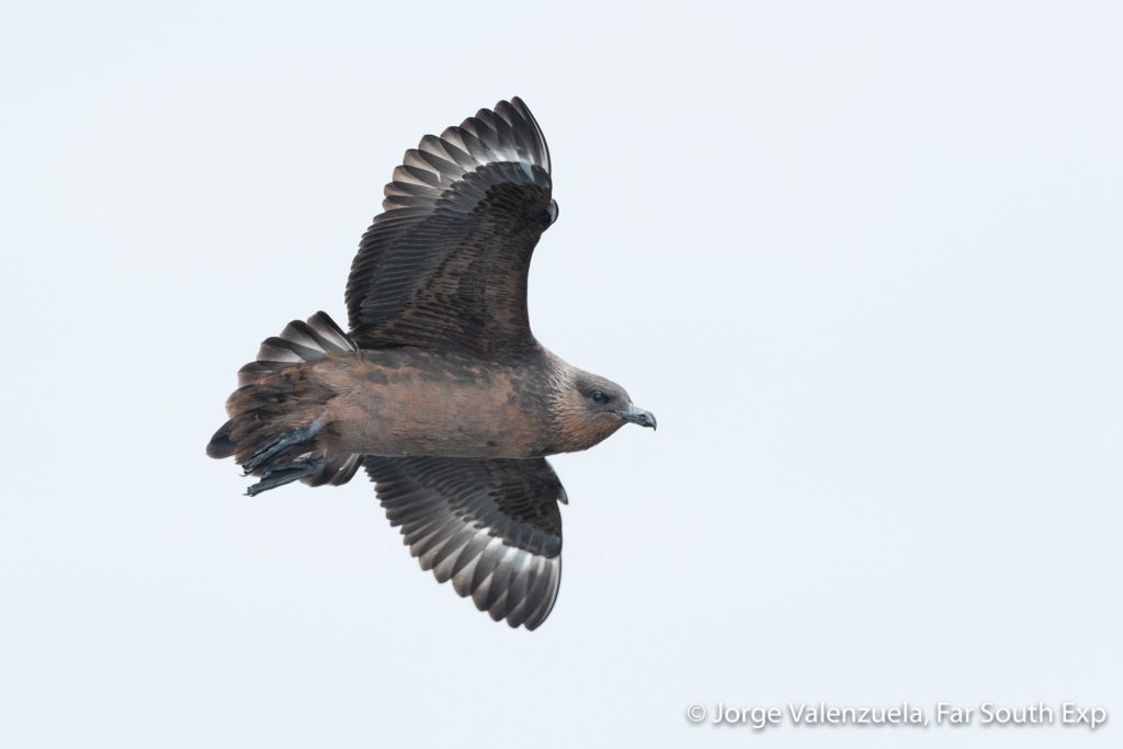 Aves Pelágicas de la Corriente de Humboldt