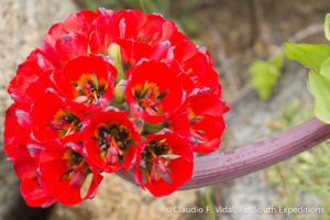 The Bloom in the World’s Driest Desert! – Chile