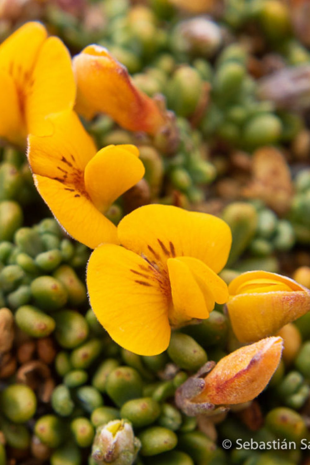 Flora_SS-8-1-1024×753