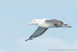 Aves Pelágicas de la Corriente de Humboldt