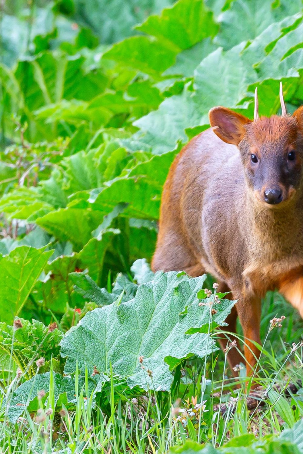 chiloe-wildlife-adventure