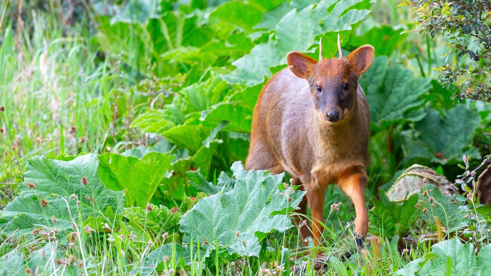 chiloe-wildlife-adventure