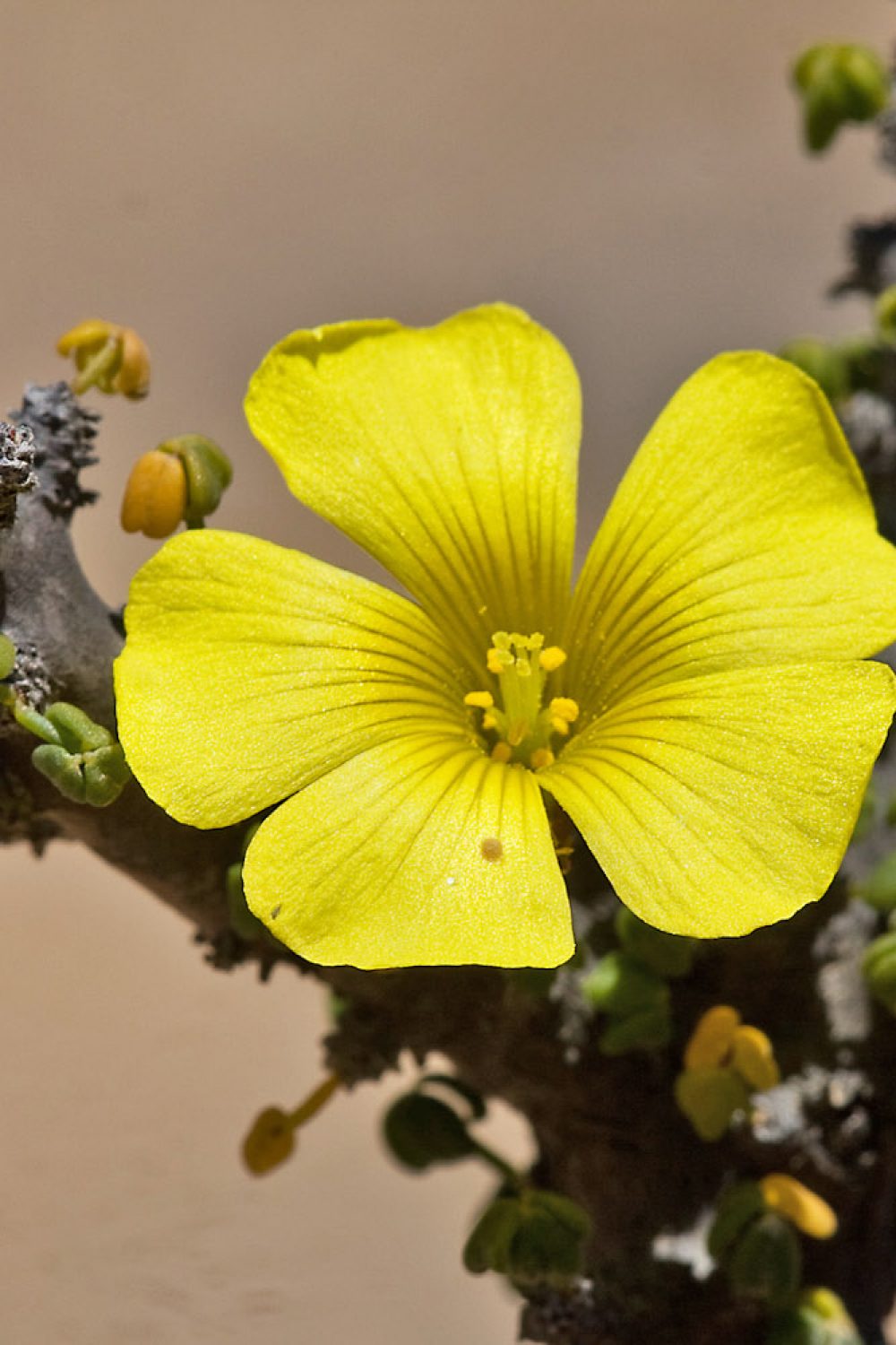 Oxalis gigantea