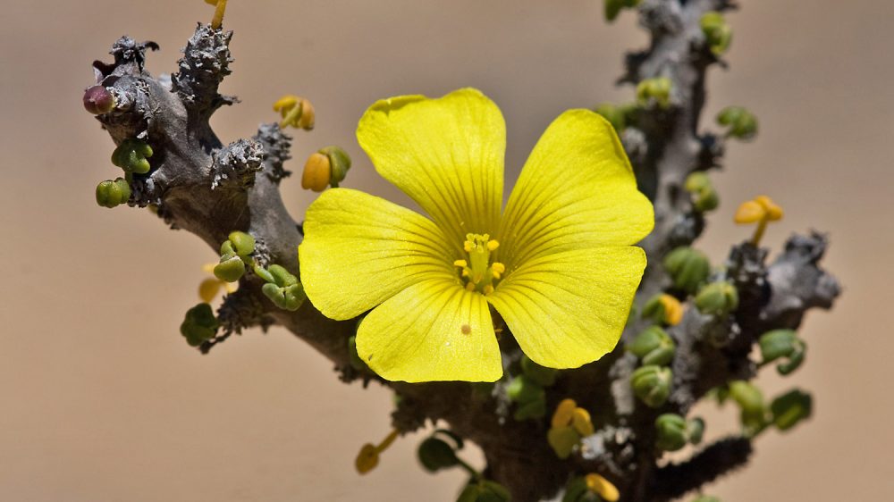 Oxalis gigantea