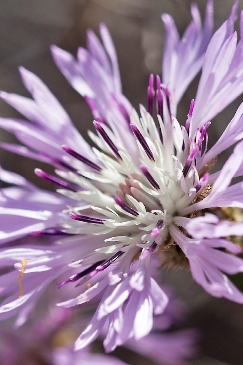Centaurea chilensis, Fam. Asteraceae