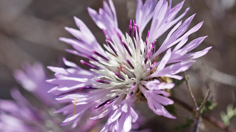 Centaurea chilensis, Fam. Asteraceae