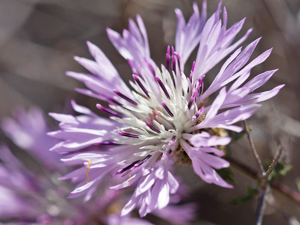 Centaurea chilensis, Fam. Asteraceae