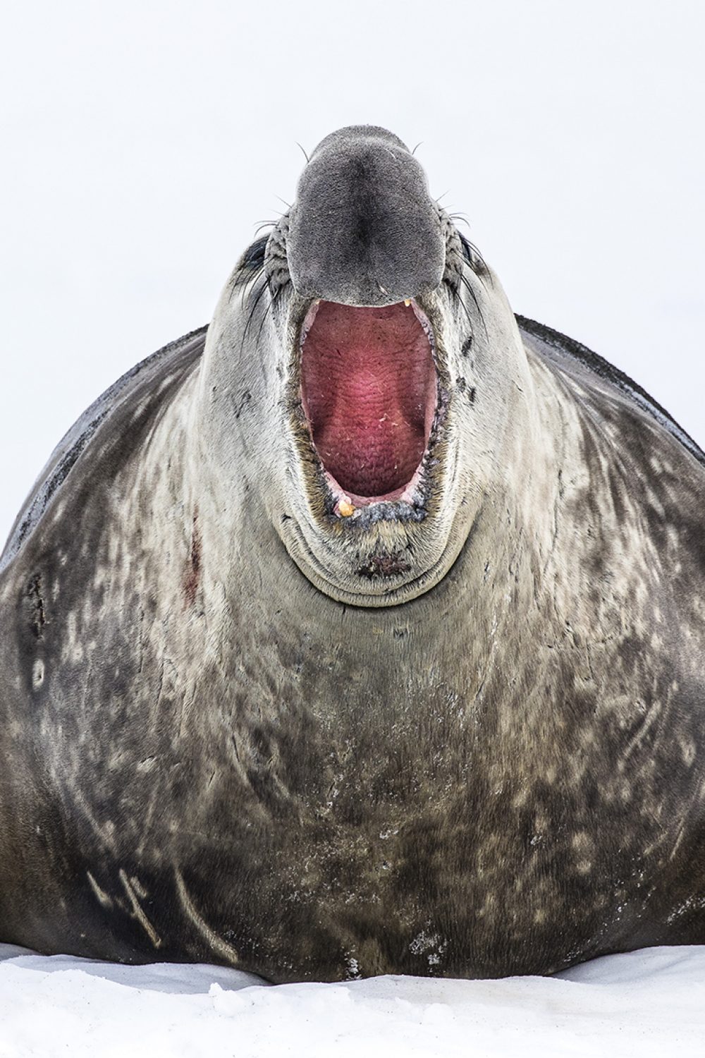 South-Georgia_elephant-seal-2_Scott-Davis_WEB