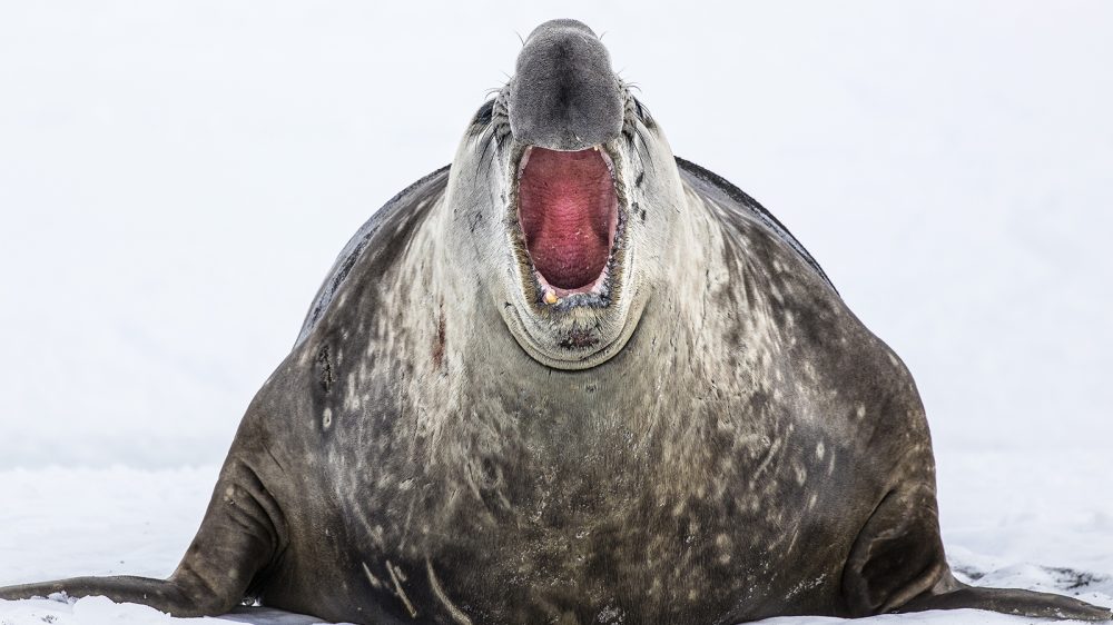 South-Georgia_elephant-seal-2_Scott-Davis_WEB