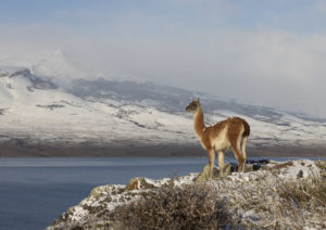 guanaco