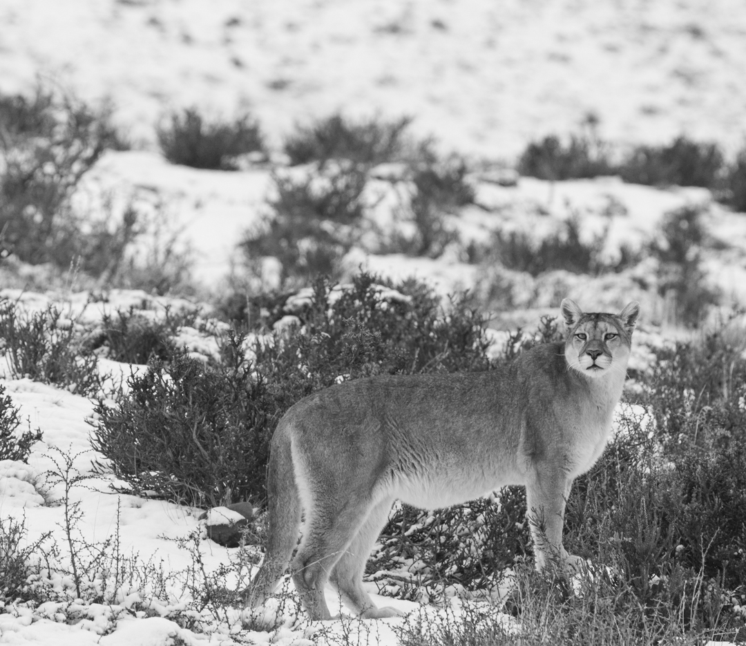 PUMAS IN SNOWY PATAGONIA | Far South Expeditions