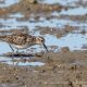 Least Sandpiper, the miniature peep visiting northern Chile