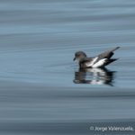 birding chile lake district