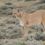 puma safari in patagonia