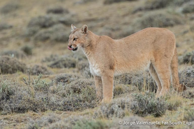 Puma Safari in Patagonia | Puma tracking Torres del Paine | Far South Exp