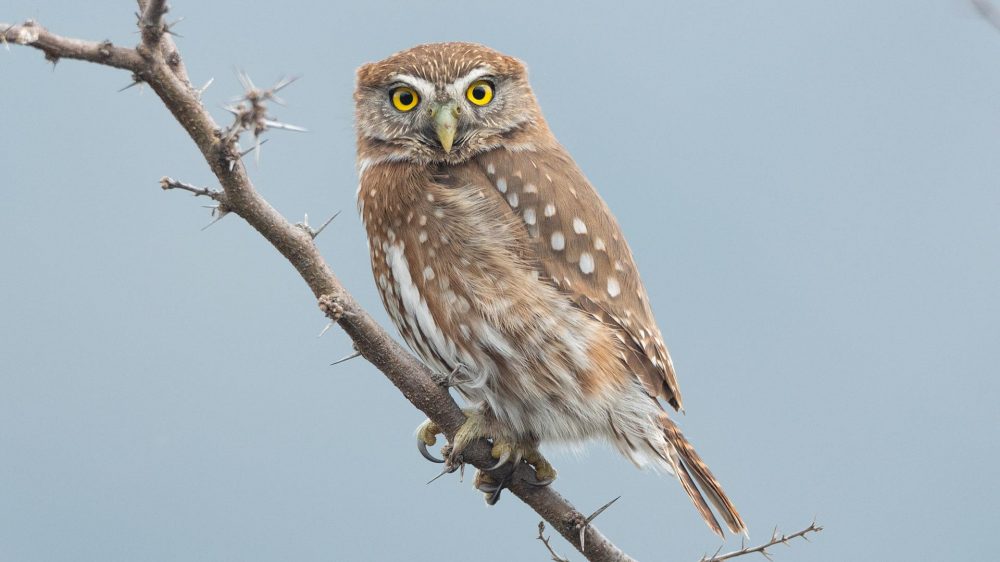 birding chile lake district