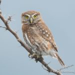 birding chile lake district