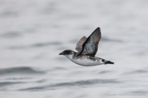 pelagic trip off arica