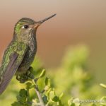 birding chile lake district