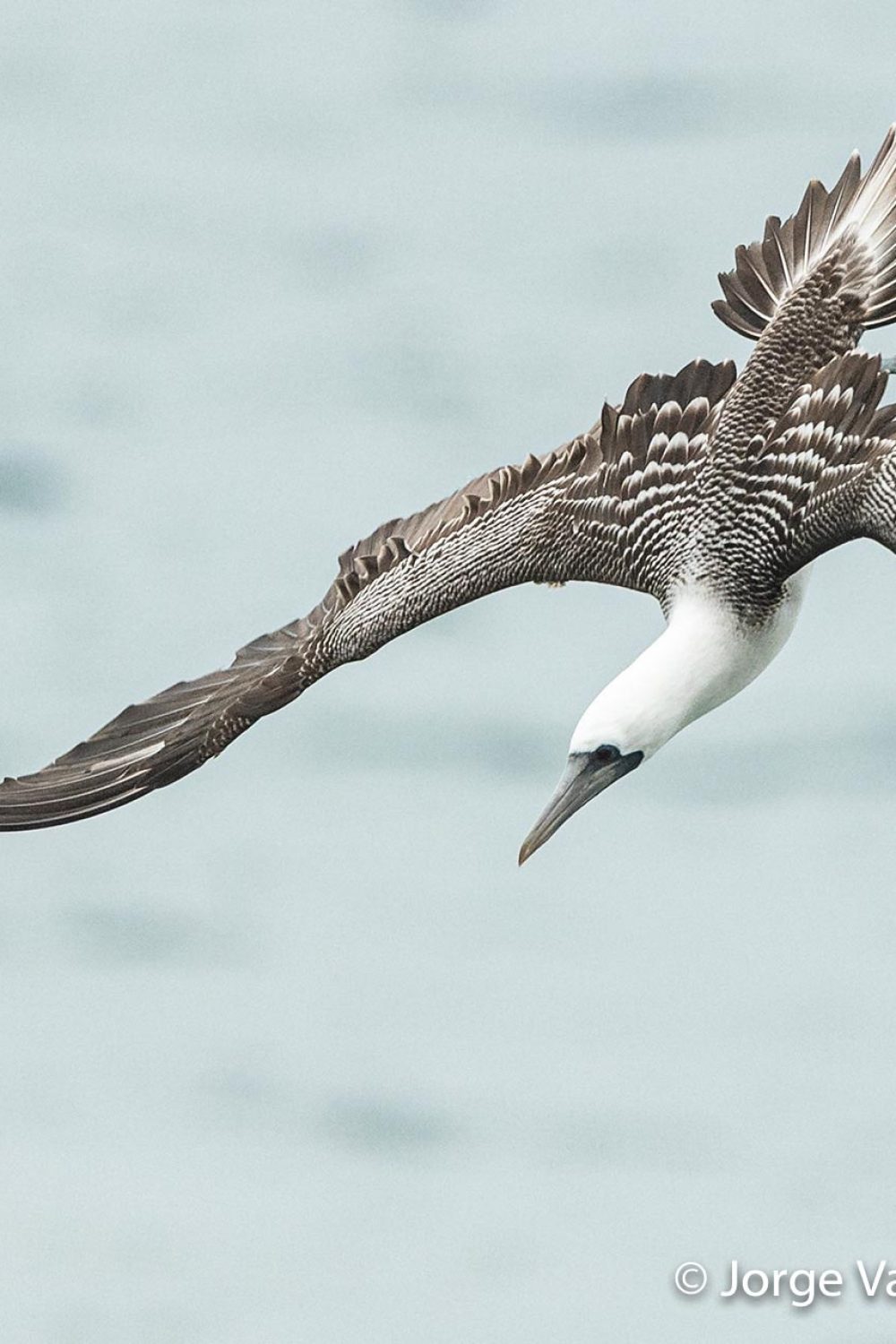 Peruvian Booby © Jorge Valenzuela, Far South Exp