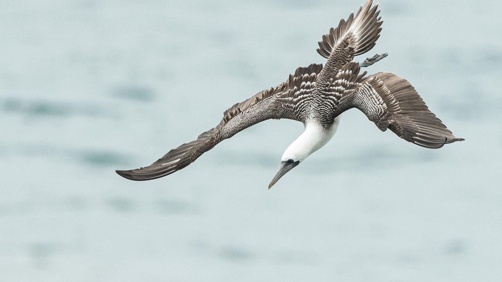 pelagic trip off Arica