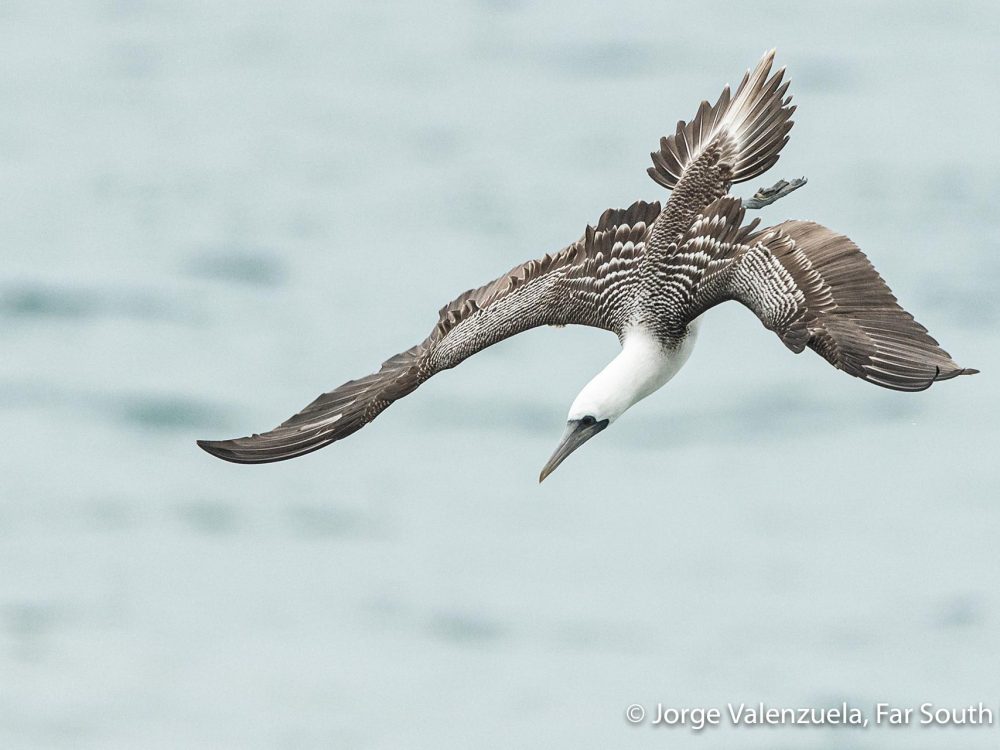 Peruvian Booby © Jorge Valenzuela, Far South Exp