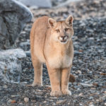 puma tracking tours in patagonia