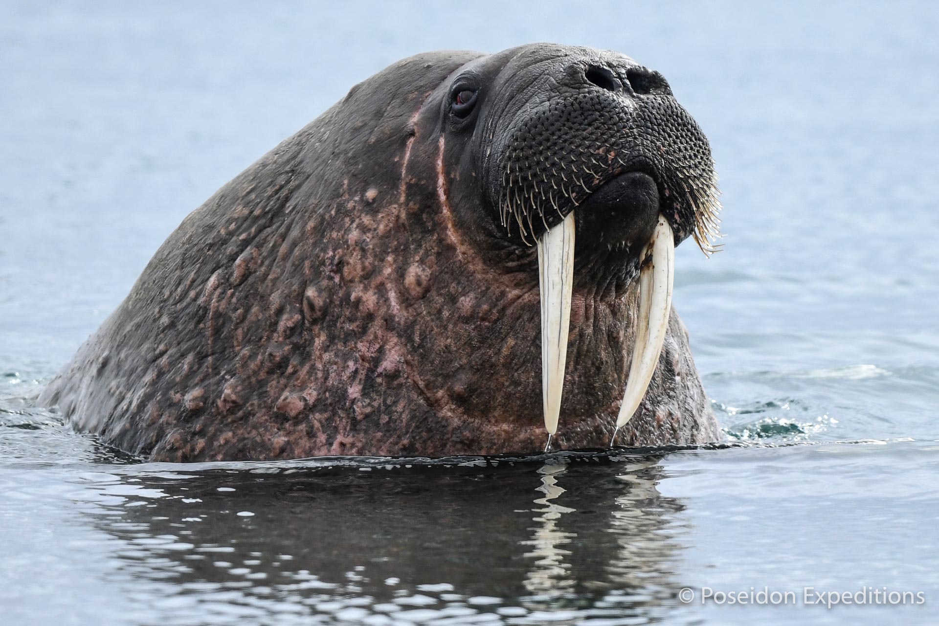 svalbard explorando artico spitsbergen