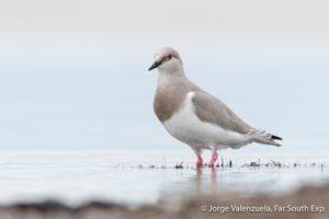 birding tierra del fuego