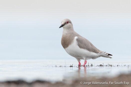 birding tierra del fuego