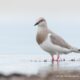 Magellanic Plover – An Endangered Shorebird