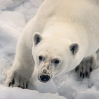 Svalbard arctic wildlife adventure