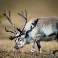 svalbard explorando artico spitsbergen