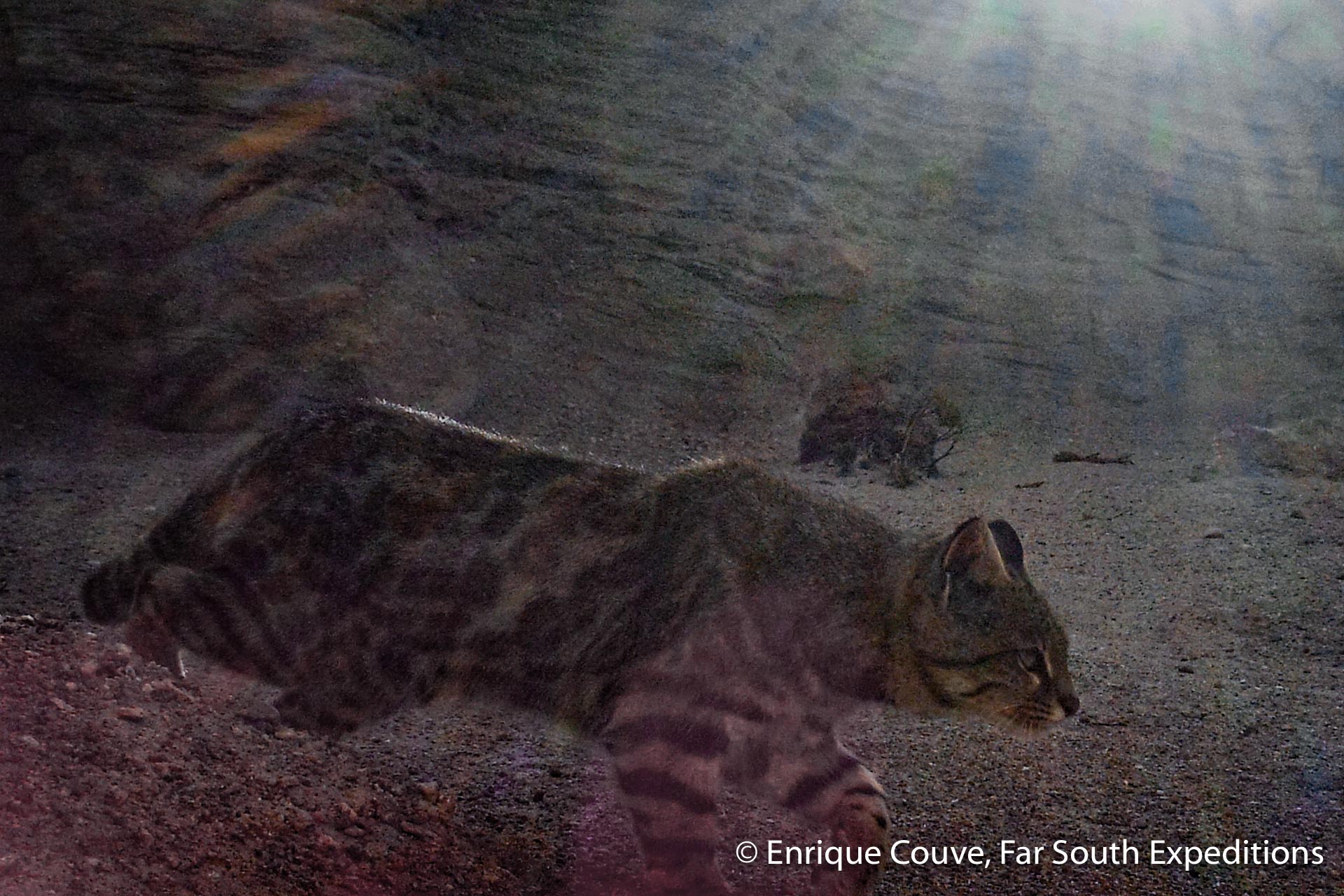 andean cat