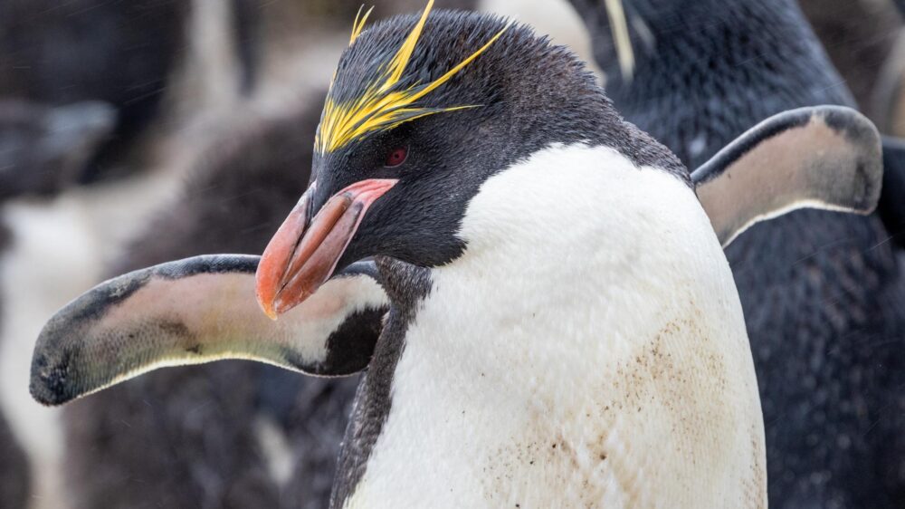 atlantic odyssey wildlife cruise