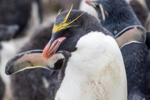 atlantic odyssey wildlife cruise