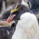 Pingüinos de las Islas Malvinas