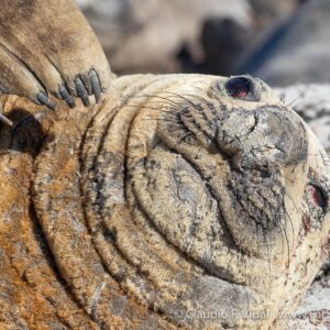 falkland islands wildlife