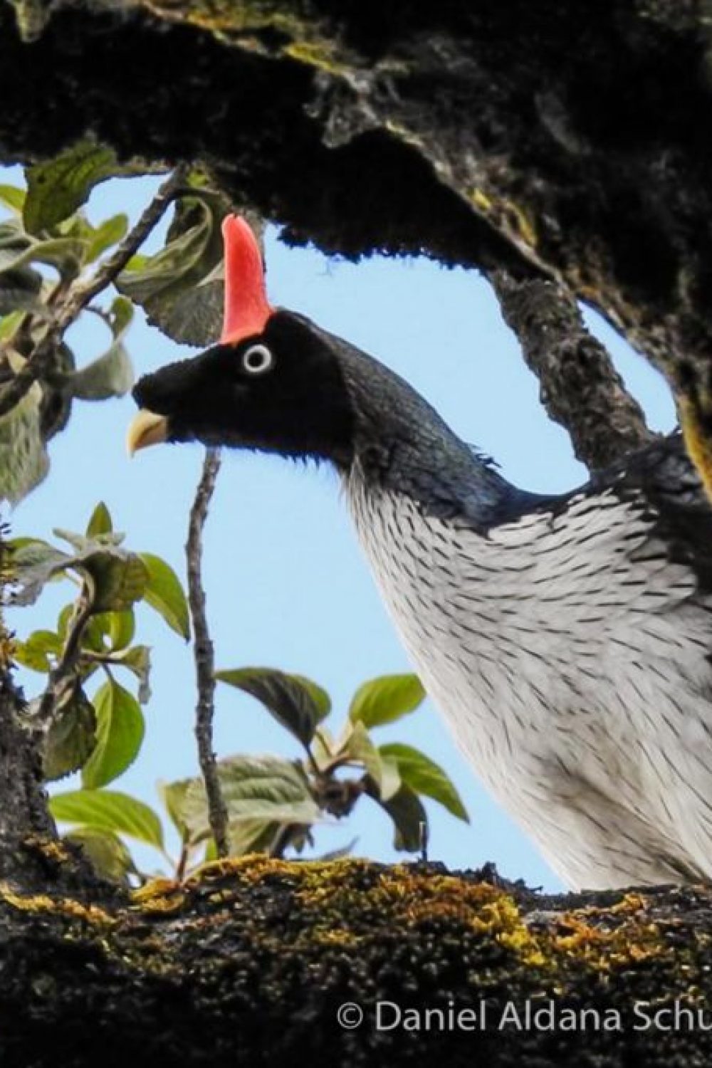 Horned-Guan-2-Toliman-1920×768-2-1024×683