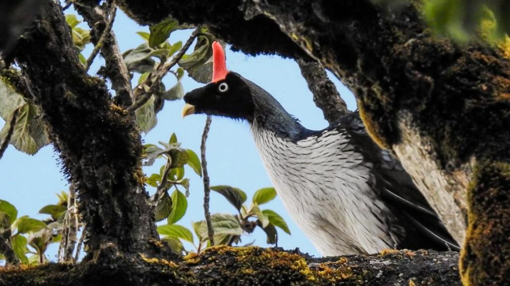 Horned-Guan-2-Toliman-1920×768-2-1024×683