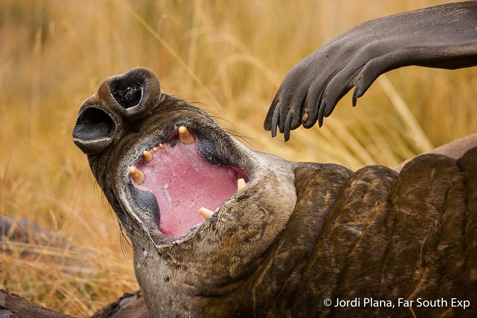 Southern-Elephant-Seal-Tierra-del-Fuego_Q5G9227-2 explorando tierra del fuego