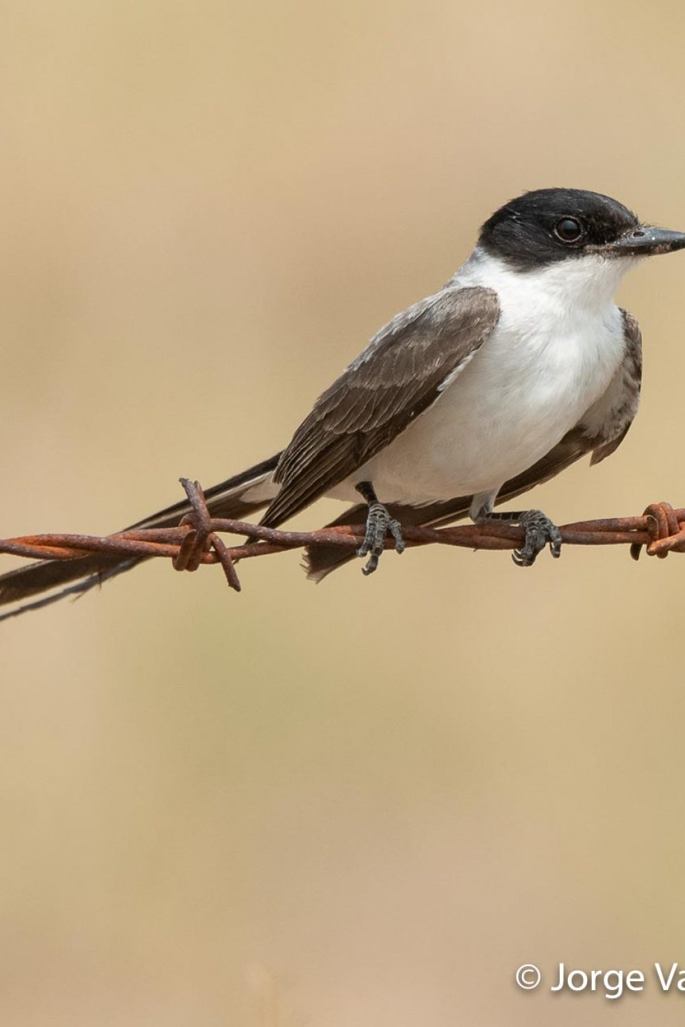 tyrannus-savana-JVE
