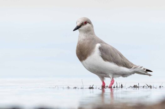 Birding Patagonia Magellanregenpfeifer